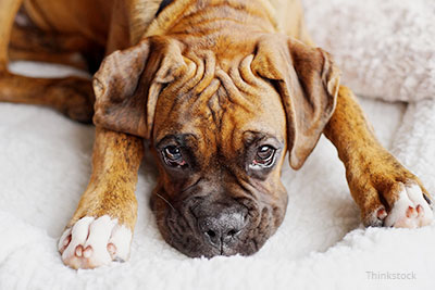 Adorable brindle Boxer