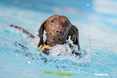 Dog swimming in a pool