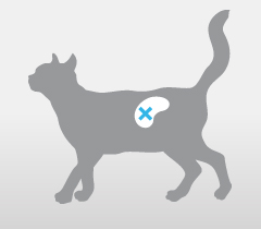 Can SDMA Test Help My Pet Who Already Has Kidney Disease?