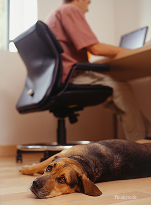 Dog owner searching on a laptop with his dog laying beside him