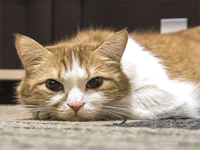 Cat on floor