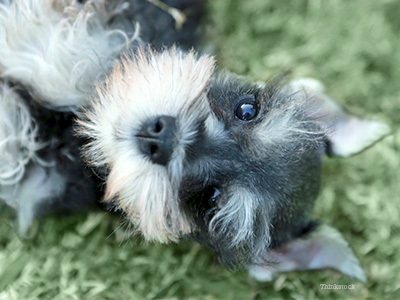 Dog in grass