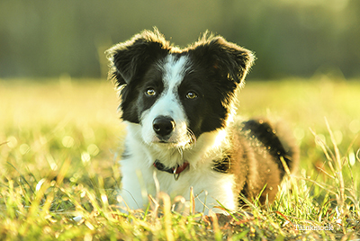 Collie puppy