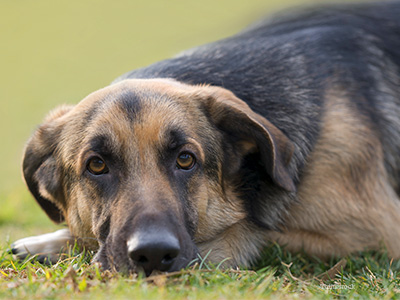 Dog in grass