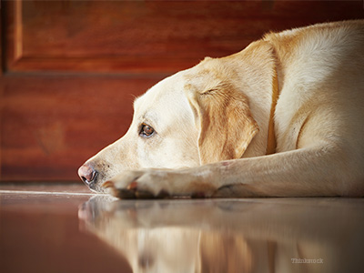 Dog laying down