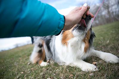 Dog eating treat