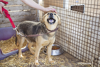 A person petting a dog inside a kennel