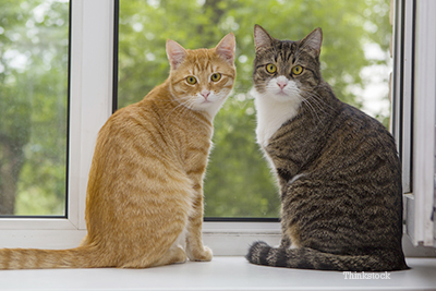 Two cats by the window
