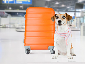 Dog at airport