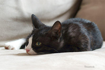 Tired cat laying down