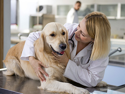 Dog with vet tech