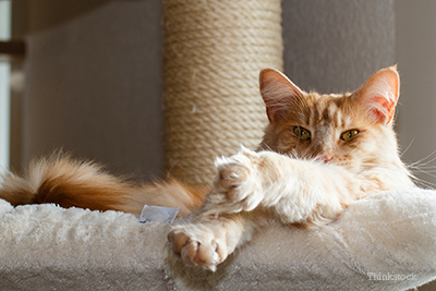 Cat on scratching post