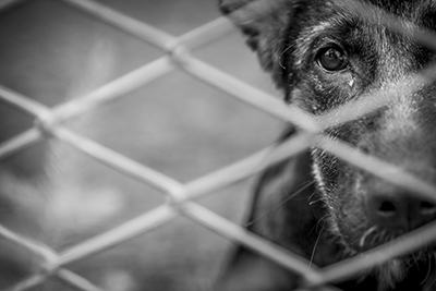 Sad shelter dog behind a fence