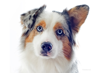 Australian shepherd starring with into camera