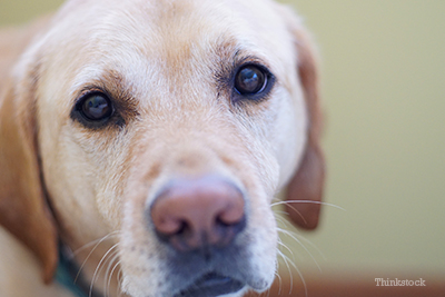 Yellow lab