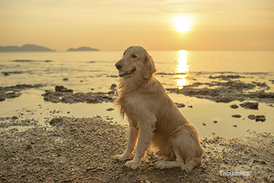 Dog sitting the the beach at sunset