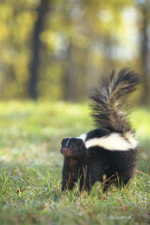 Skunk on the prawl