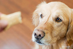 Dog waiting for treat