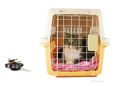 cat in a cage, beside car keys