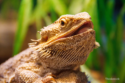 Bearded Dragon