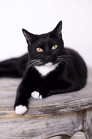 Tuxedo cat laying down