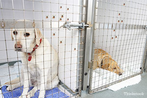 Ticks crawling up the wall of a kennel