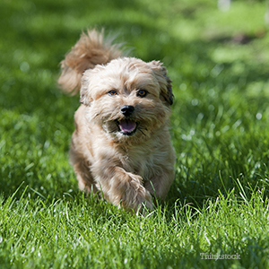 The Scoop On Anal Sacs Small dog walking on grass
