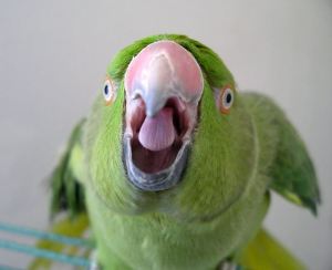 Parrots, Problems, and the Power of the Positive ...