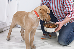 Man feeding his dog