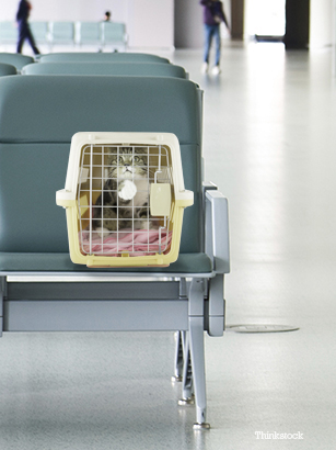 Cat in a cat carrier in the airport