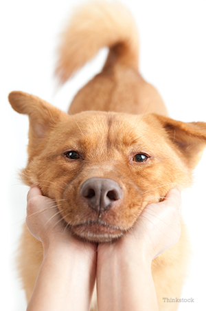 Person holding their dog's head up