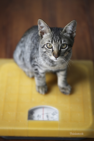 Cat on scale