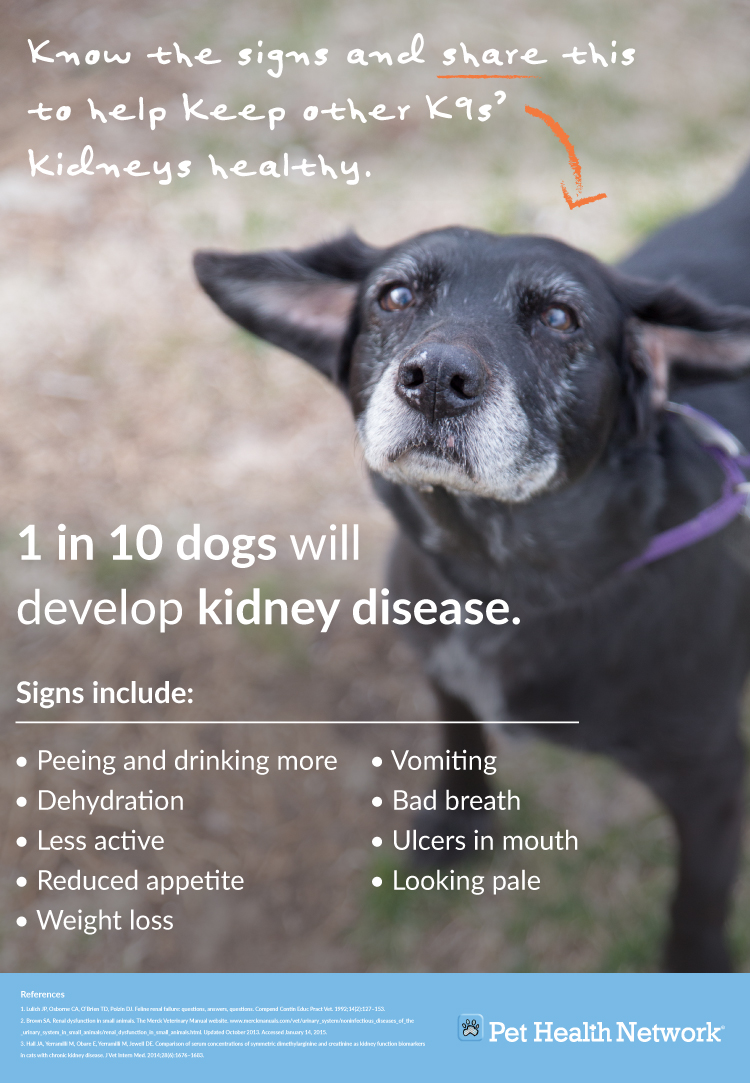 how do you tell if your dogs kidneys are failing