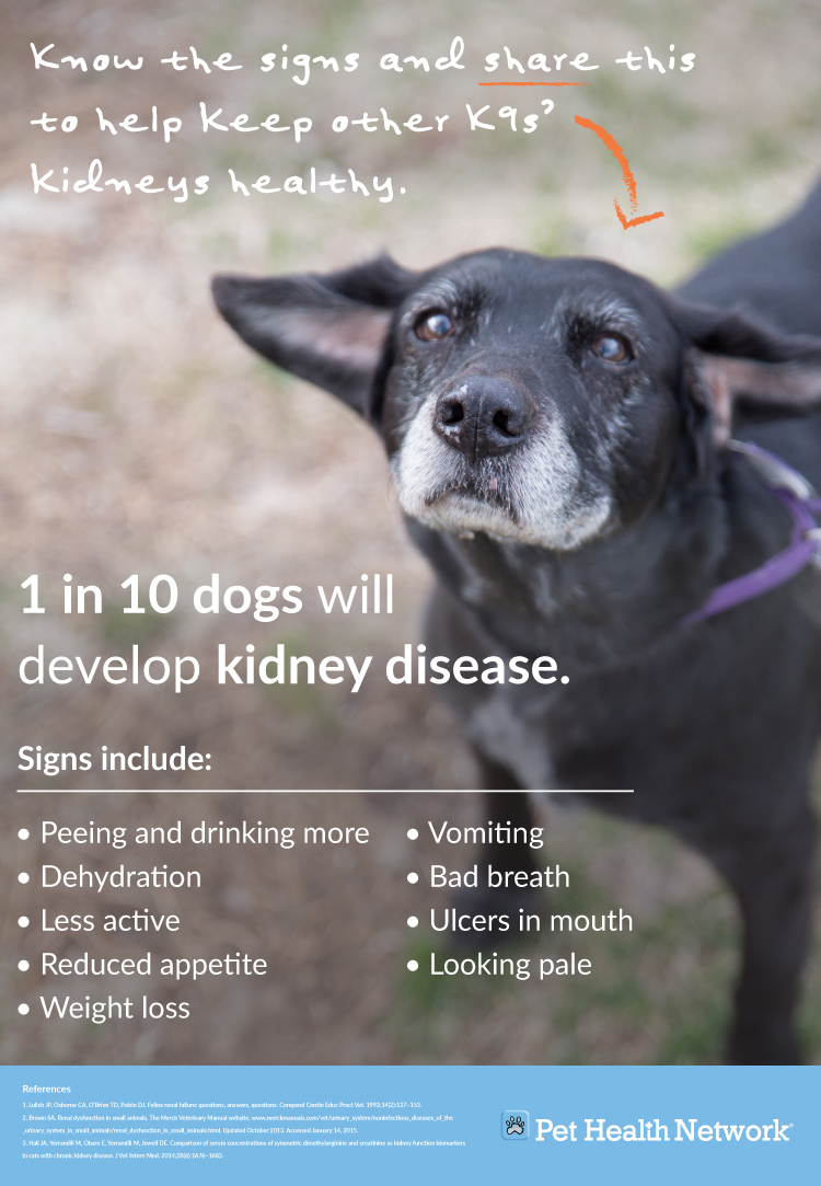 how did my dog get kidney disease