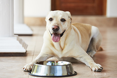 Dog laying in front of a food bowl