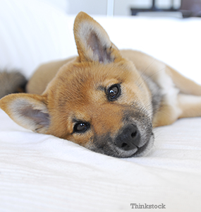 Dog Laying Down