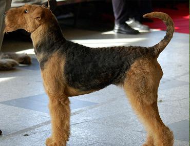 the airedale terrier