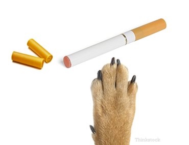 will nicotine gum hurt a dog