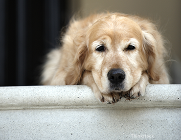 Dog laying down on steps