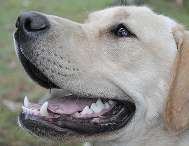 Dog Coughing Like Something Caught In Throat Dog Coughing Like Something Caught In Throat