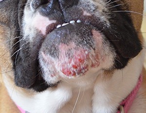 my is always scratching but doesn t fleas does my allergies a veterinarian explains by dr bonenberger my is always scratching but doesn t fleas does my allergies a veterinarian explains by dr bonenberger