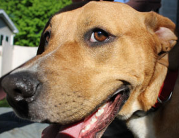 How Can I Stop My Dog Farting So Much How Can I Stop My Dog Farting So Much