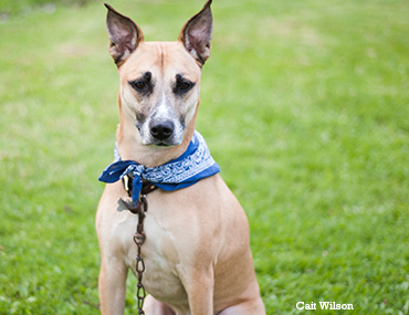 Dogs and Heart Disease: An Overview Dog with blue bandana sitting in the backyard
