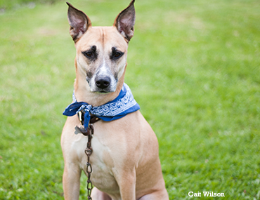 Dog with blue bandana sitting in the backyard