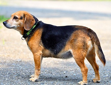histoplasmosis in dogs canine histoplasmosis a cause of bloody stool in dogs histoplasmosis in dogs canine histoplasmosis a cause of bloody stool in dogs