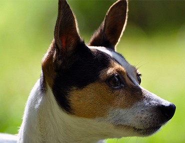 imha in dogs canine immune mediated hemolytic anemia imha imha in dogs canine immune mediated hemolytic anemia imha