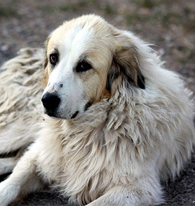 pet health network