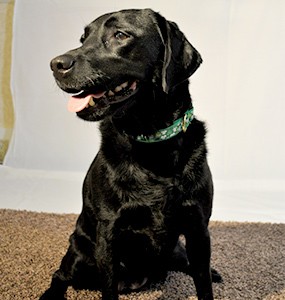 imha in dogs canine immune mediated hemolytic anemia imha imha in dogs canine immune mediated hemolytic anemia imha