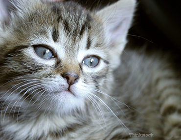 Cat Laying Down