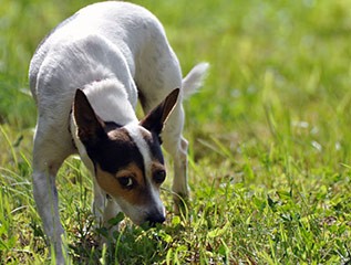 Dogs Kidneys Not Concentrating Urine